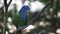 A blue-headed parrot in a park in Ecuador