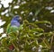 The Blue-headed ParrotÂ´s look