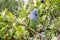 Blue-headed Parrot Sitting on a Tree