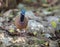 Blue-headed Quail Dove on the ground