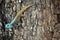 Blue Headed Tree Agama (Acanthocercus Atricollis)