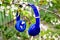 Blue headphones hang on a branch of cherry with flowers. Listening to music in the nature_