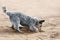 Blue heeler or australian cattle dog puppy is digging sand