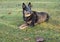 Blue Heeler Australian Cattle Dog watching