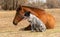 Blue Heeler cross dog sitting next to her sleeping Arabian horse friend