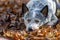 Blue heeler dog is lying down on brown autumn foliage. Portrait of australian cattle dog