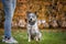 Blue heeler dog is sitting near owner while obedience training. Portrait of australian cattle dog