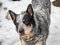 Blue Heeler Dog in the snow. Smart Australian cattle dog with sharp ears listening