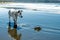 Blue Heeler Mix curiously looks at crab on the beach