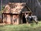 Blue Heeler Outside His Dog House