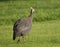 Blue helmeted guinea fowl, helmet has fine detail