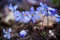 Blue Hepatica flowers in the spring forest