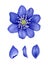 Blue hepatica with petals.