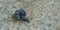 Blue hermit crab in the sand