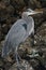 Blue Heron