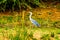 Blue Heron along the shoreline of the Olifants River in Kruger Park