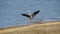 The Blue Heron bird  landing on a lake shore.