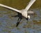 Blue Heron bird photo.  Bleu Heron bird close-up profile view flying