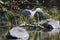 Blue Heron bird photo.  Bleu Heron bird close-up profile view with a squirrel and foliage background