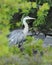 Blue Heron bird photo.  Bleu Herons birds close-up profile view frontage and background of foliage