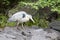 Blue Heron bird photo.  Bleu Herons birds close-up profile view on a log autumn season