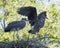 Blue Heron bird photo.  Bleu Herons birds close-up profile view on the nest