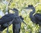 Blue Heron bird photo.  Bleu Herons birds close-up profile view on the nest bokeh background