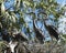 Blue Heron bird photo.  Bleu Herons birds close-up profile view on the nest bokeh background