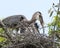 Blue Heron bird photo. Blue Heron birds mother feeding the babies with fish close-up profile view.