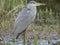 blue heron contemplative