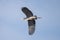 Blue Heron in Danube Delta ,  Romania wildlife bird watching