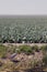 Blue heron in dutch landscape with cabbage field and greenhouses