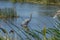 A Blue Heron Fishes in the Viera Wetlands