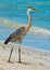 Blue Heron Fishing on Indian Rocks Beach, Florida.