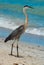 Blue Heron Fishing on Indian Rocks Beach, Florida.