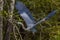 Blue Heron in flight i in Cajun Swamp & Lake Martin, near Breau