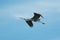 Blue Heron Flying