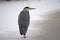 Blue Heron on frozen pond,winter