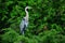 Blue Heron Green Trees