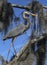 Blue Heron Hanging Out at Circle B Bar Nature Reserve