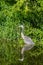 Blue Heron Hiding Along the Shoreline