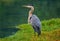 Blue Heron on Lopez Island, Washington State