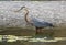 Blue Heron at Malibu Lagoon State Park