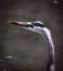 Blue Heron Profile