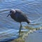 A blue heron in a river shore