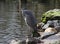 Blue heron on rocks