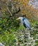 Blue Heron sitting on blooming chery trees