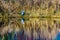 Blue Heron sitting at the edge of a lagoon in Pitt-Addington Marsh in the Pitt Polder Ecological Reserve, near Maple Ridge in the