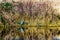 Blue Heron sitting at the edge of a lagoon in Pitt-Addington Marsh in the Pitt Polder Ecological Reserve, near Maple Ridge in the