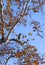 Blue Heron Sitting on a Tree Branch